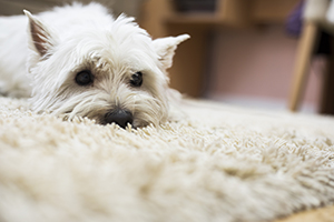 Pet Stain Removal Experts Long Beach